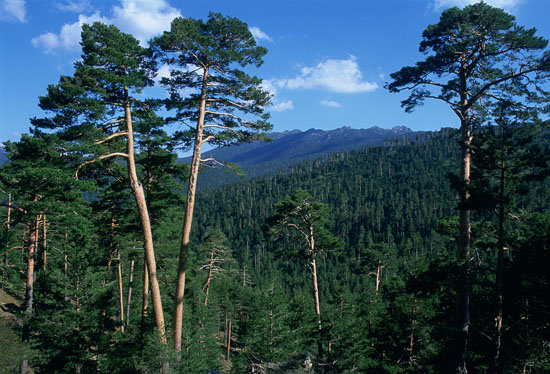 Parque Nacional de la Sierra de Guadarrama. Autor Antonio Moreno.