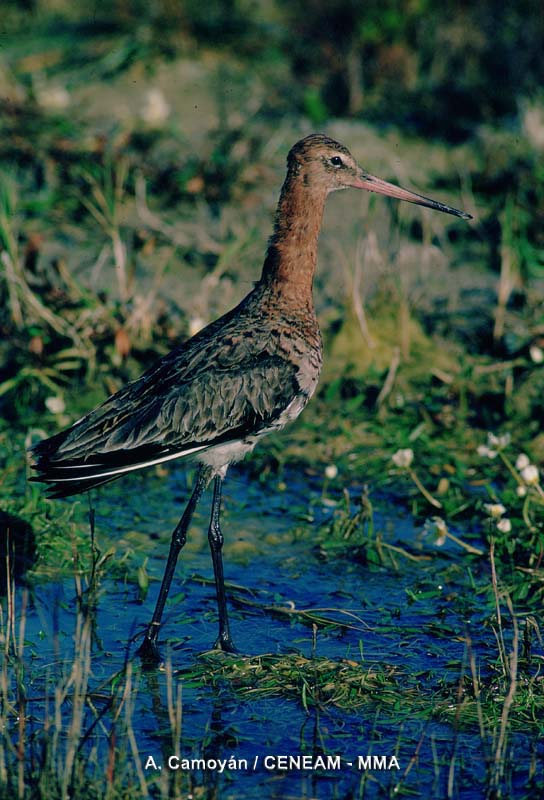 Limosa limosa (Linnaeus, 1758)