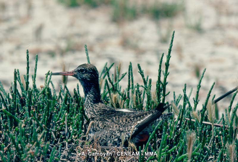 Tringa totanus (Linnaeus, 1758)