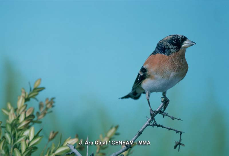 Fringilla montifringilla Linnaeus, 1758