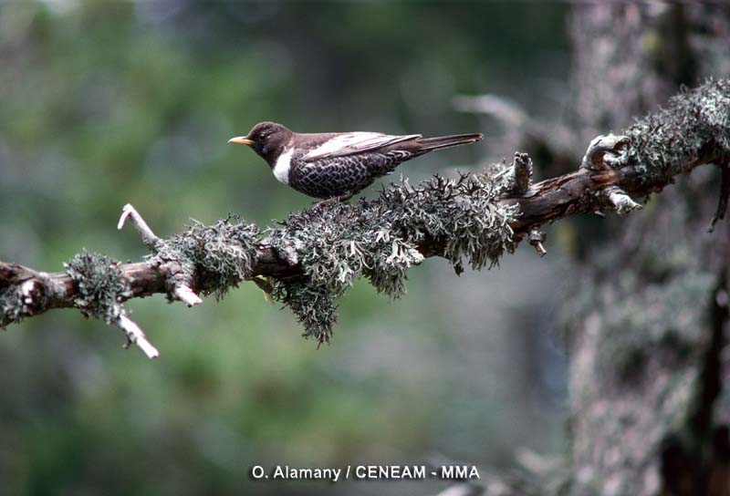 Turdus torquatus Linnaeus, 1758