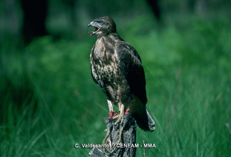 Buteo buteo (Linnaeus, 1758)