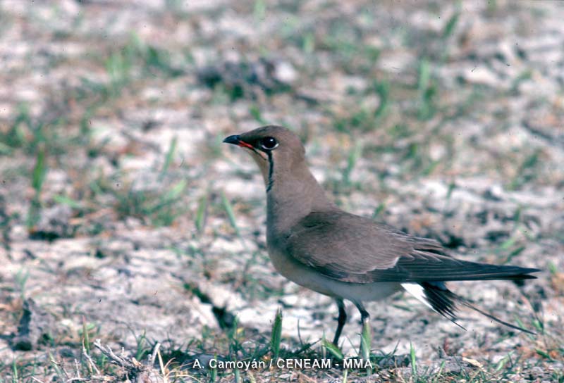 Glareola pratincola (Linnaeus, 1766)