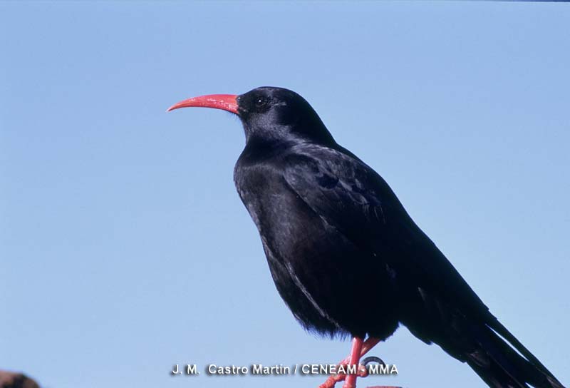 Pyrrhocorax pyrrhocorax (Linnaeus, 1758)