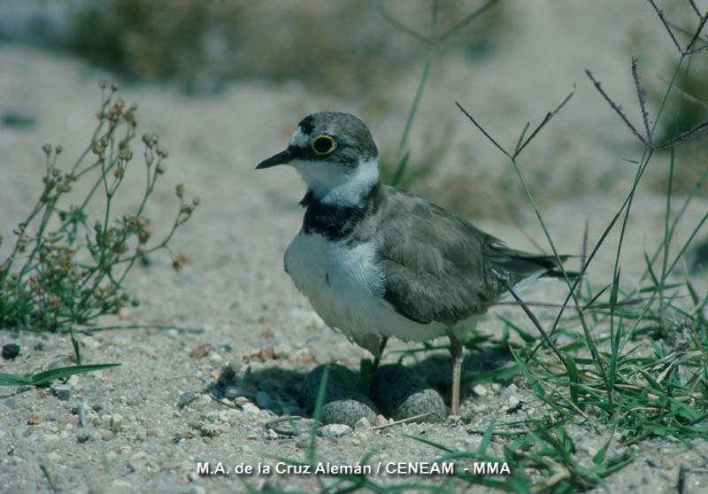 Charadrius dubius Scopoli, 1786