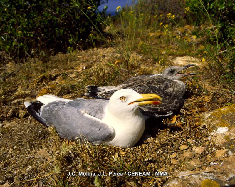 Larus michahellis J.F. Naumann, 1840