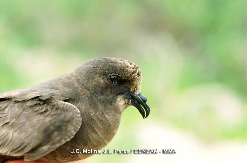 Hydrobates pelagicus (Linnaeus, 1758)