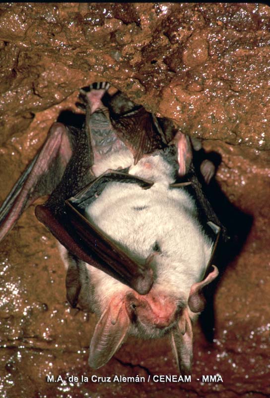 Myotis myotis (Borkhausen, 1797)