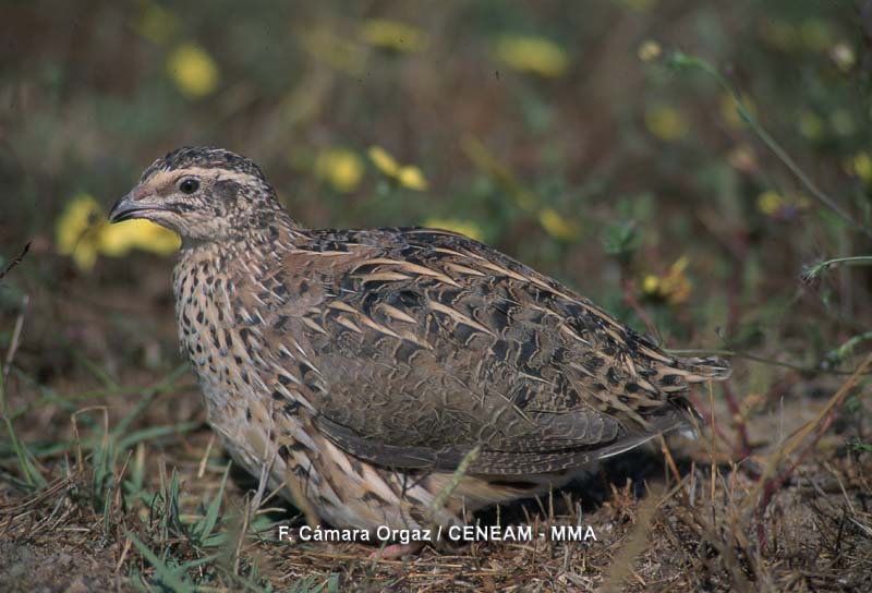 Coturnix coturnix (Linnaeus, 1758)