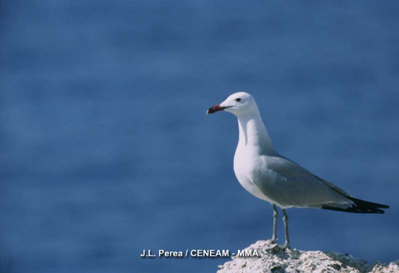 Larus audouinii Payraudeau, 1826