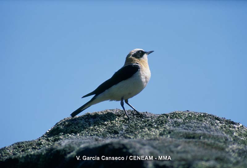 Oenanthe hispanica (Linnaeus, 1758)