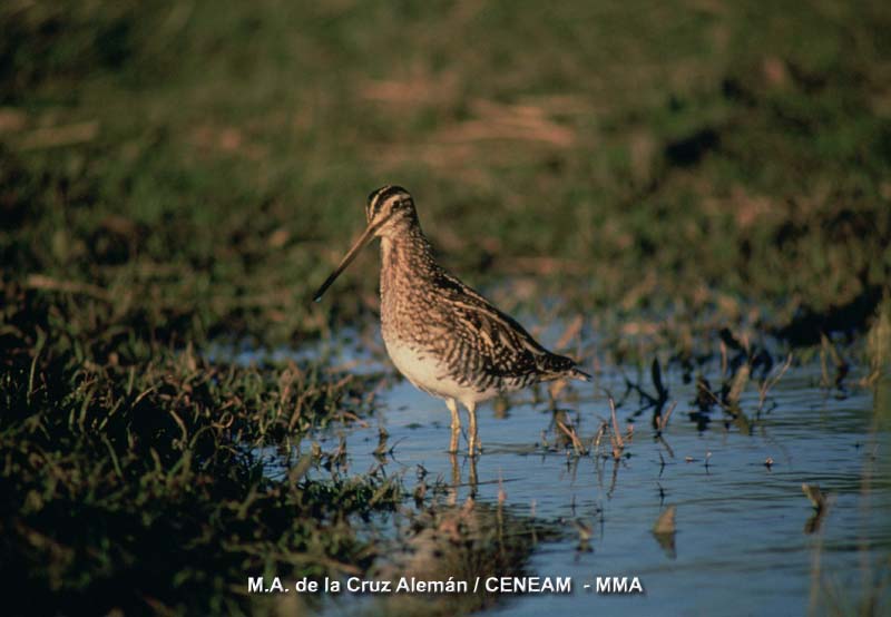 Gallinago gallinago (Linnaeus, 1758)