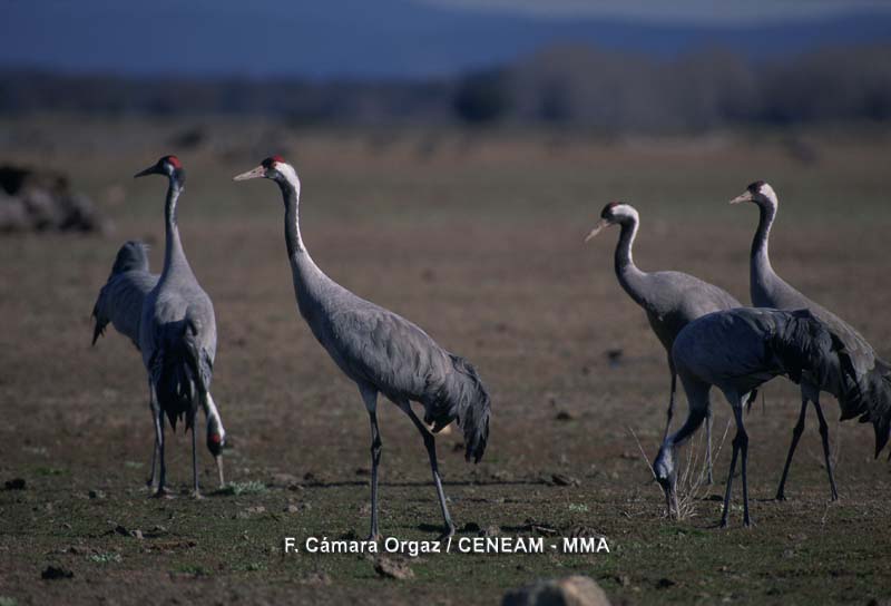 Grus grus (Linnaeus, 1758)