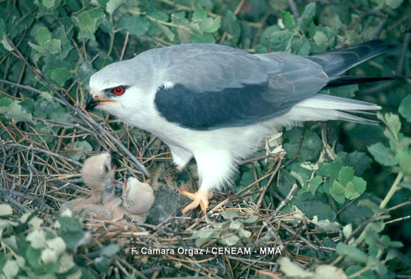 Elanus caeruleus (Desfontaines, 1789)