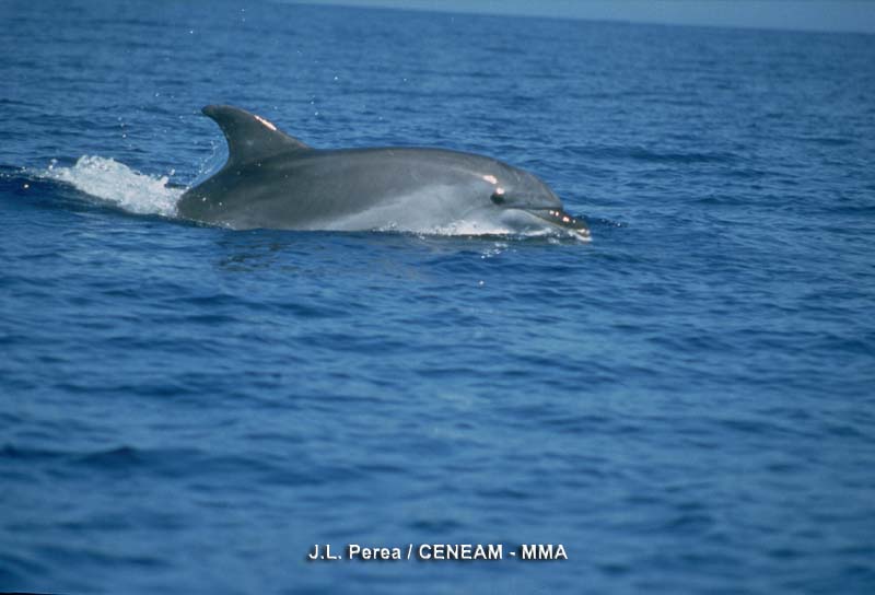 Tursiops truncatus (Montagu,1821)