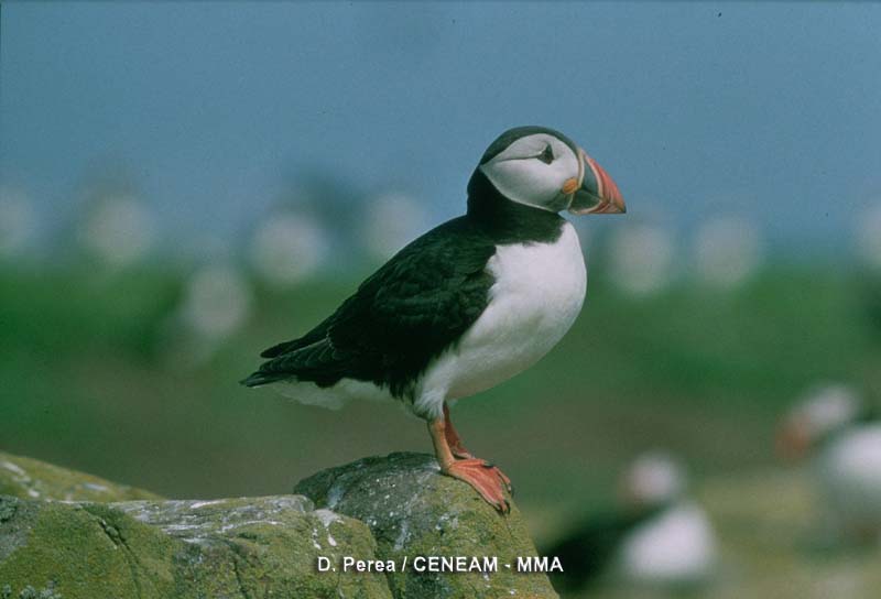 Fratercula arctica (Linnaeus, 1758)