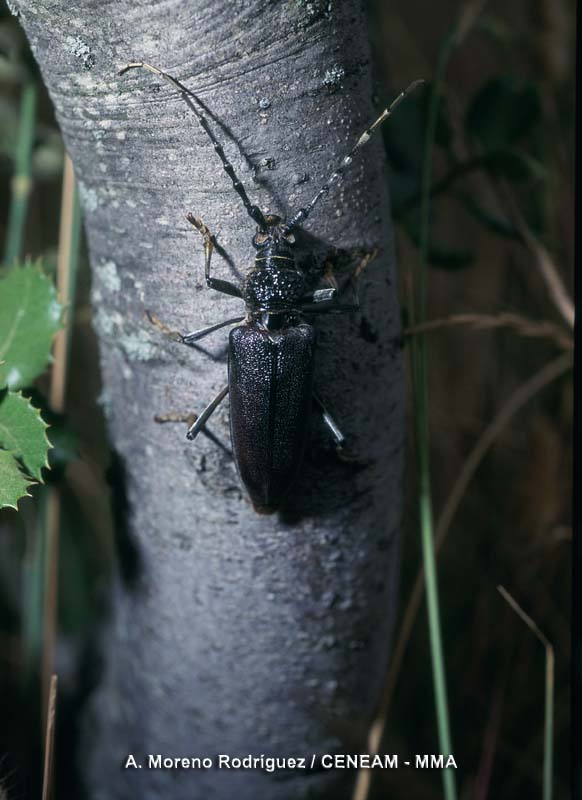 Cerambyx cerdo Linnaeus, 1758