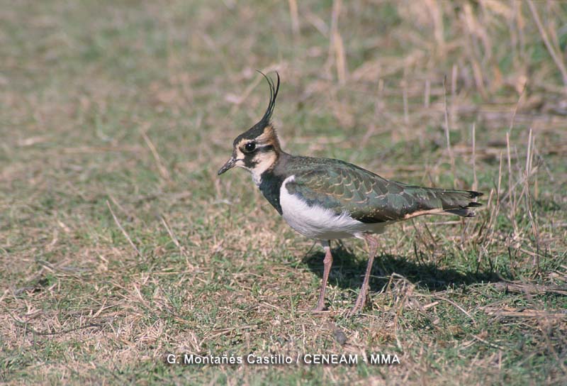 Vanellus vanellus (Linnaeus, 1758)