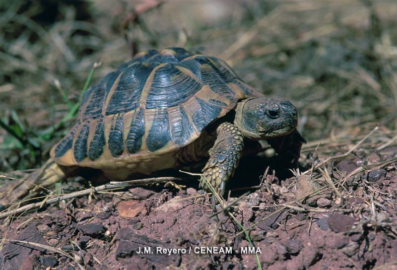 Testudo hermanni (Gmelin, 1789)