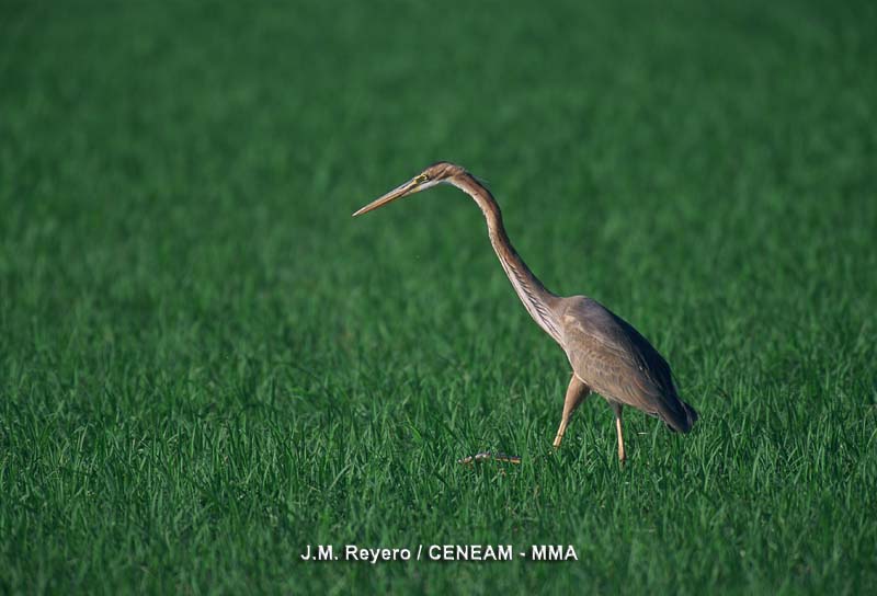 Ardea purpurea Linnaeus, 1766