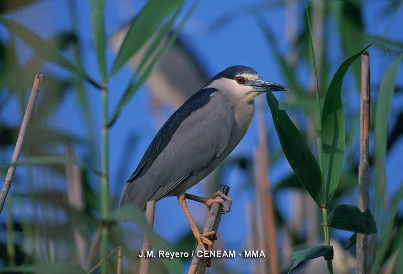 Nycticorax nycticorax (Linnaeus, 1758)