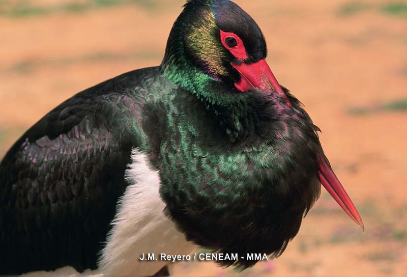 Ciconia nigra (Linnaeus, 1758)