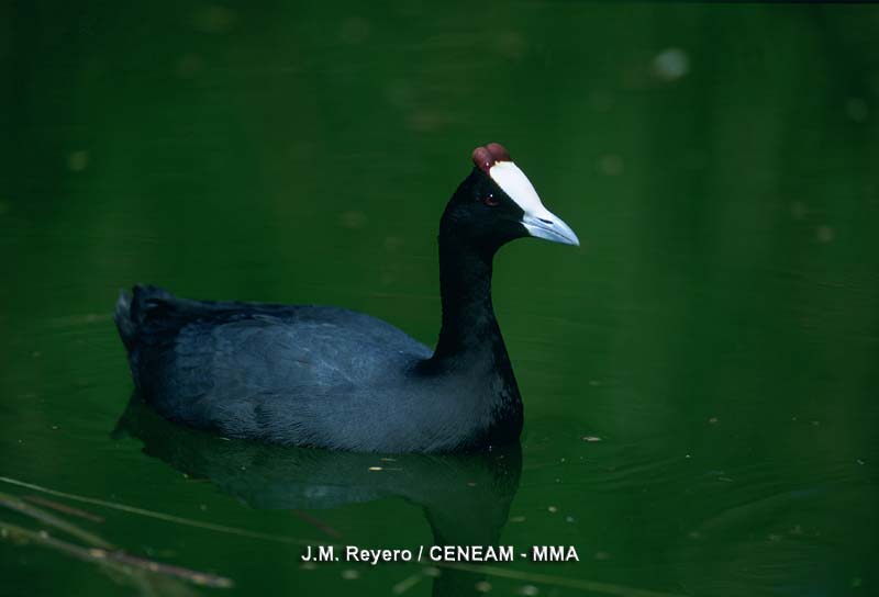 Fulica cristata Gmelin, JF, 1789