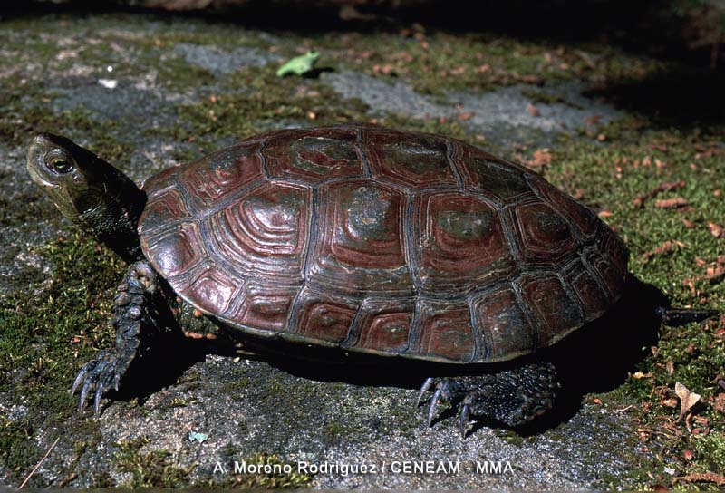 Mauremys leprosa (Schweigger, 1812)