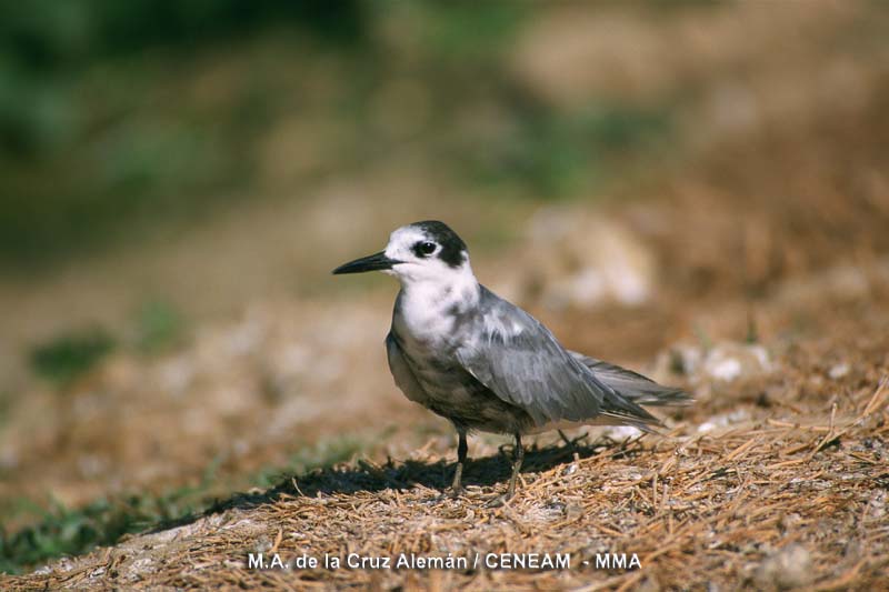 Chlidonias niger (Linnaeus, 1758)