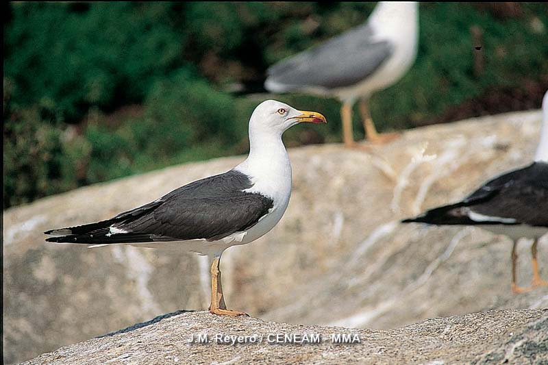 Larus fuscus Linnaeus, 1758