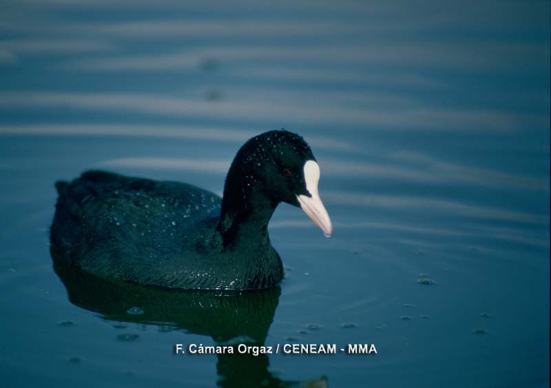 Fulica atra Linnaeus, 1758