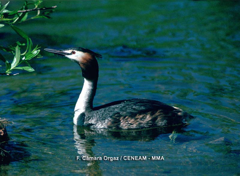 Podiceps cristatus (Linnaeus, 1758)