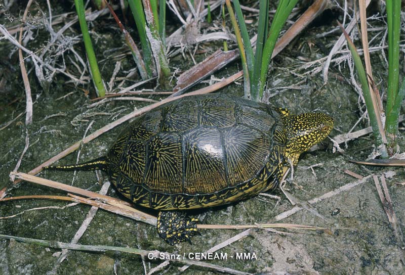 Emys orbicularis (Linnaeus, 1758)