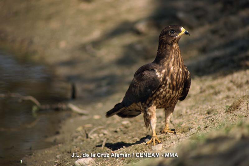 Pernis apivorus (Linnaeus, 1758)