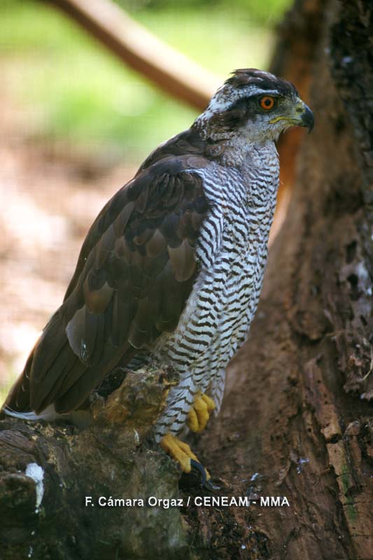 Accipiter gentilis (Linnaeus, 1758)