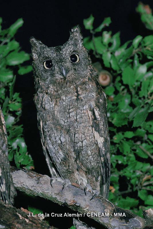 Otus scops (Linnaeus, 1758)