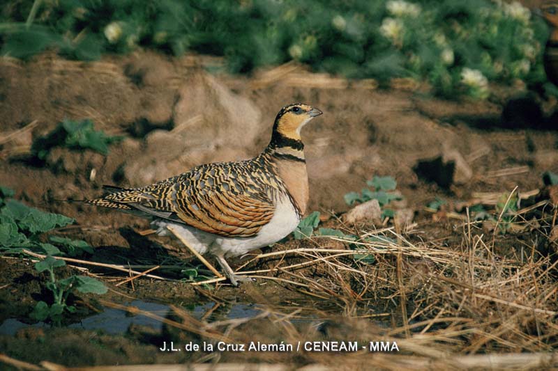 Pterocles alchata (Linnaeus, 1766)