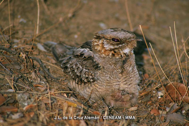 Caprimulgus europaeus Linnaeus, 1758