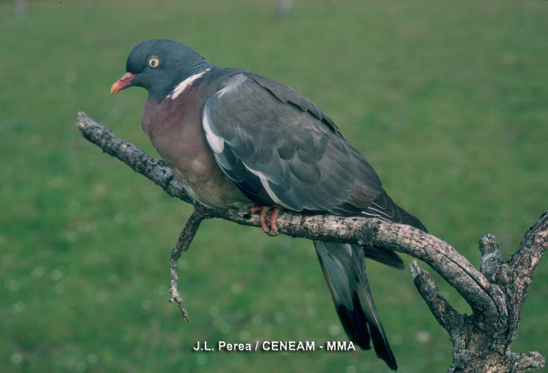 Columba palumbus Linnaeus, 1758