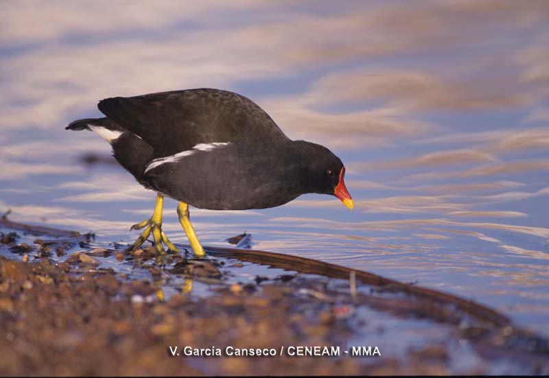 Gallinula chloropus (Linnaeus, 1758)