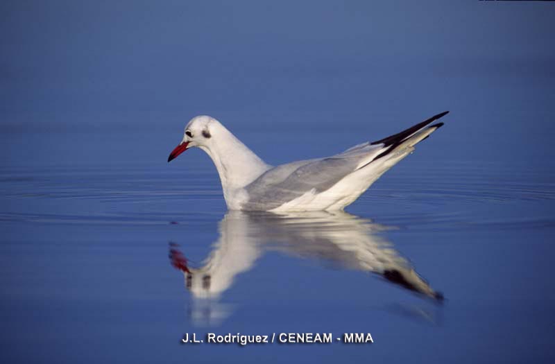 Chroicocephalus ridibundus (Linnaeus, 1766)