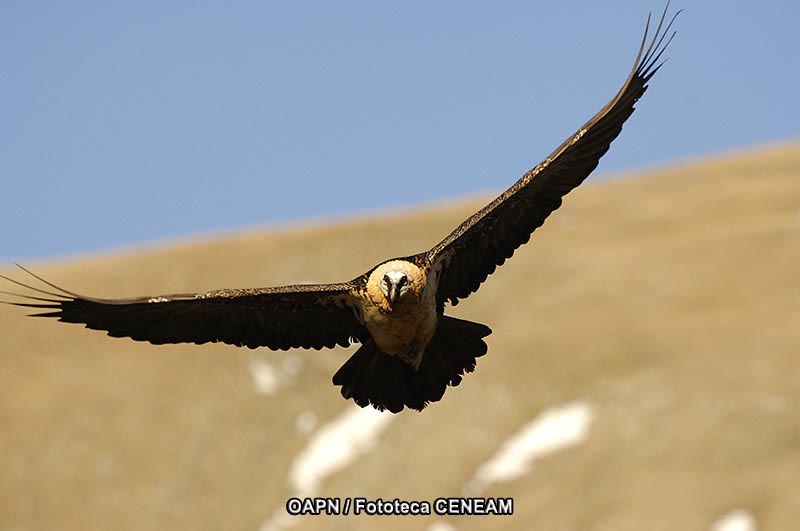 Gypaetus barbatus (Linnaeus, 1758)