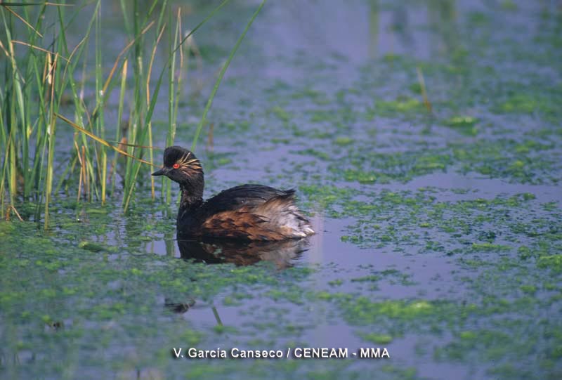 Podiceps nigricollis Brehm, 1831