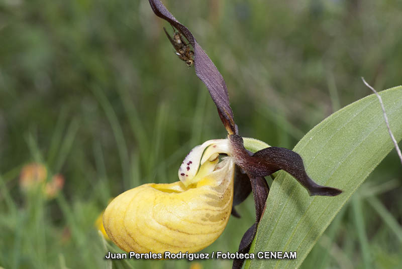 Cypripedium calceolus L.