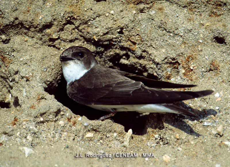 Riparia riparia (Linnaeus, 1758)