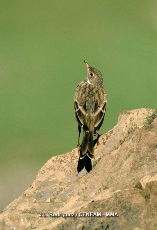 Anthus spinoletta (Linnaeus, 1758)