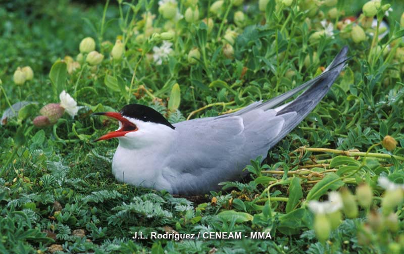 Sterna hirundo Linnaeus, 1758