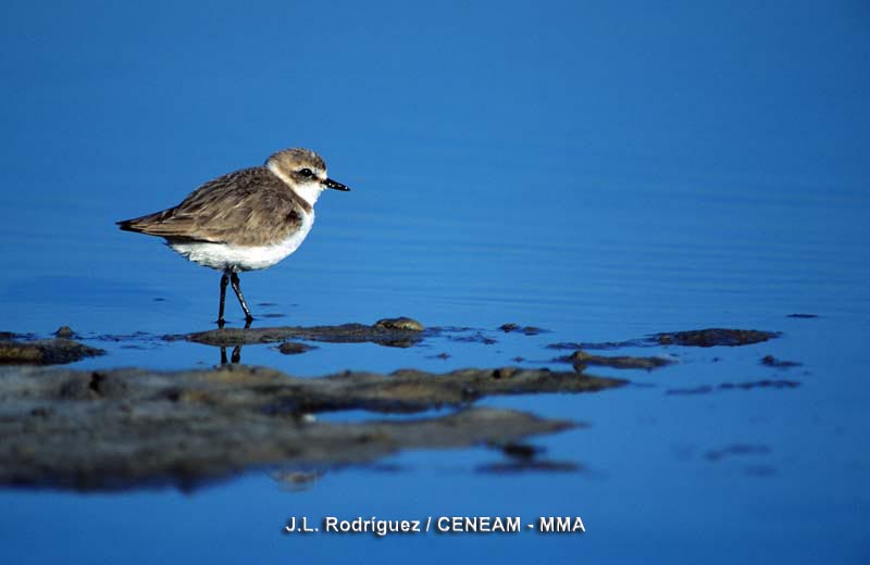 Charadrius alexandrinus Linnaeus, 1758