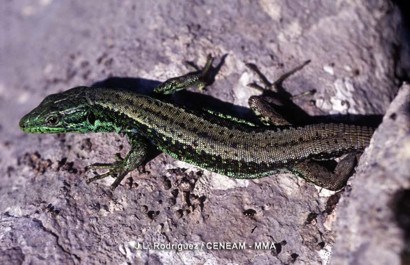 Iberolacerta monticola (Boulenger, 1905)