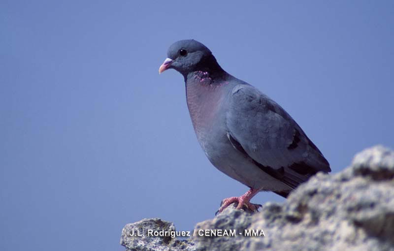 Columba oenas Linnaeus, 1758